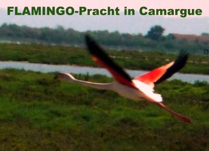 FLAMINGO in Camargue DiP